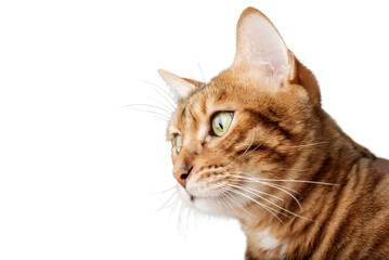 Head of an adult Bengal cat. Side view.