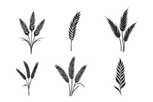 Wheat ears Vector isolated on a white background, A Wheat grain silhouette