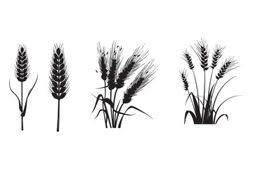 Wheat ears Vector isolated on a white background, A Wheat grain silhouette