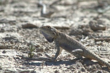 Lizard in Desert landscape in the Kazakhstan