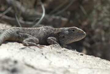 Lizard in Desert landscape in the Kazakhstan