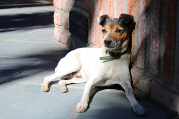 Senior adult Jack Russell Terrier dog sunbathing