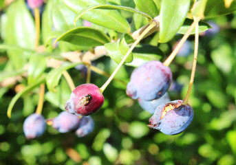 Fly perched on Myrtle fruit