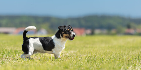 Jack Russell Terrier dog stands in a meadow in summer