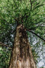 Fototapeta premium Centennial tree in a forest in northern Spain