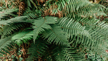 Wild fern plants in northern Spain