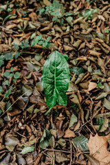 Wild plant with large leaf in northern Spain