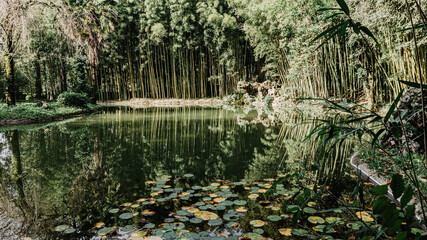 Obraz premium Lake surrounded by wild plants and bamboo in northern Spain
