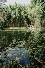 Obraz premium Lake surrounded by wild plants and bamboo in northern Spain