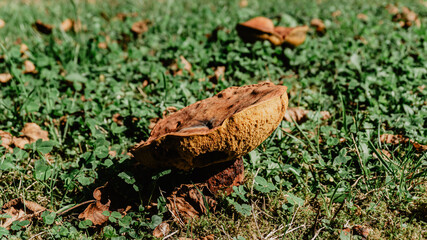 Reddish round mushroom in a forest in northern Spain