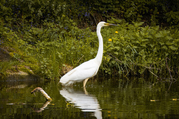 A Great egret stands in the water near the river bank on a sunny spring day. Close-up great egret with green background.	