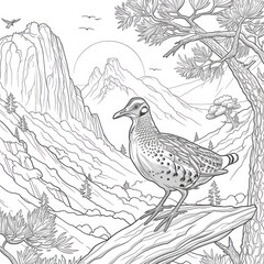 quail bird drawing Coloring book page