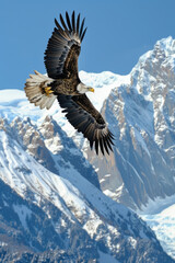 A large eagle soars gracefully above a majestic snow covered mountain peak in a breathtaking display of power and freedom