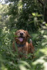 A dog is calmly sitting in the tall grass, surrounded by the greenery that extends up to its belly