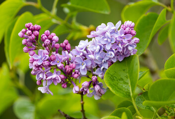 Obraz premium Flowers of Common Lilac tree 