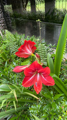 red flowers with white and red petals and green leaves in the background.