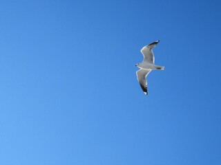 Obraz premium seagull in flight