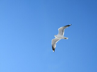 seagull flying in the sky