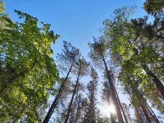 trees and sky