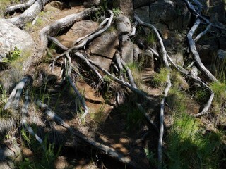 roots of a tree in the forest
