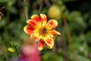 A yellow and orange flower with a bee on it