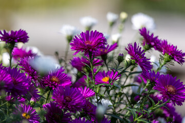 A bunch of purple flowers with white flowers in the background