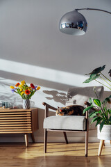 Stylish modern Scandinavian interior of living room with seasonal flowers on the wooden console and sleeping cat on the armchair in hard sunlight. Cozy home interior design with spring or summer mood