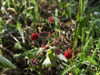 wild strawberry in the forest