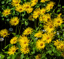 Doronicum or gooseberry, Doronicum L.
Belongs to a genus of flowering plants in the Asteraceae...
