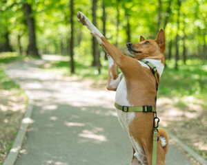 African barking basenji dog on hind legs in the park. 