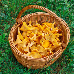 Chanterelles in basket standing on the ground with green grass