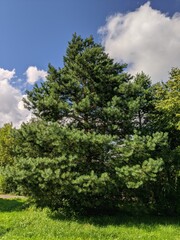 Obraz premium tree in the park