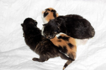 Three small calico kittens with soft fur laying on a white blanket