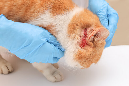 an open bleeding wound behind the ear of a cat. ginger cat being examined by a veterinarian