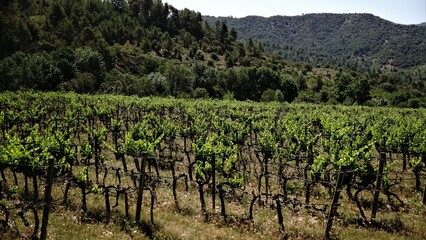 green vineyards in the Mediterranean mountains