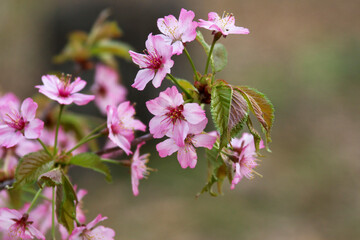 桜の花 エゾヤマザクラ