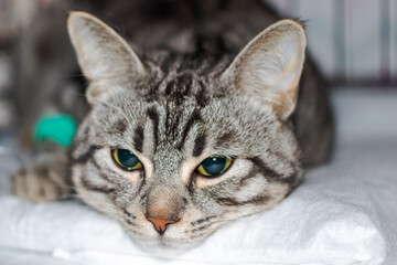 Sad gray cat with catheter on paw