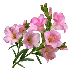 Obraz premium Pink Freesia Flower isolated on transparent background