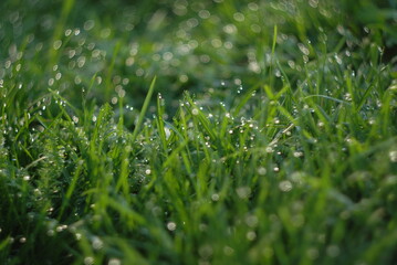 dew on grass