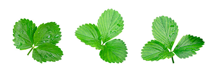 Set of fresh green strawberry leaves  with water drops isolated on a transparent background