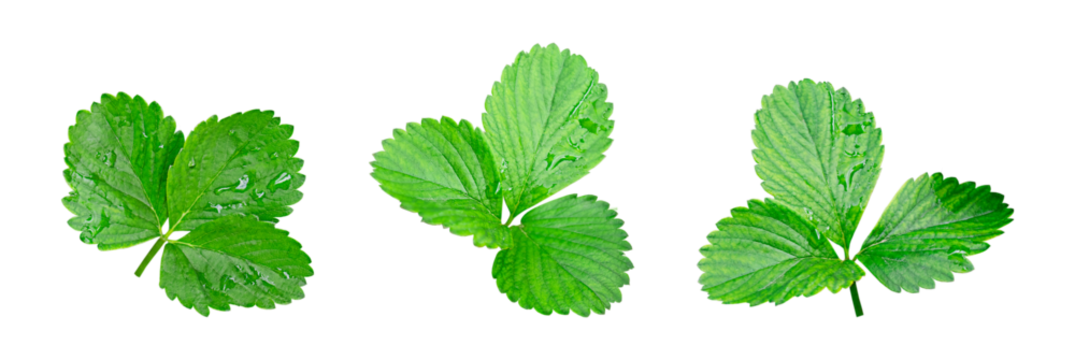 Set of fresh green strawberry leaves  with water drops isolated on a transparent background