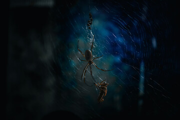 Closeup of a spider web in the night - Powered by Adobe