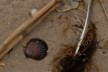 This beautiful scallop shell lay on the beach in this picture. The brown seashell almost looks like a fan and has tones of red it. The grains of sand are all around with sea debris with it.