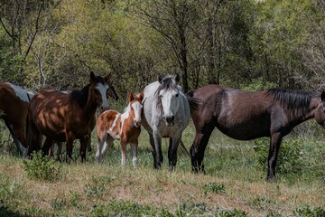 horses in the field