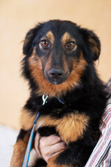 A fawncolored companion dog with a blue collar is gazing into the distance