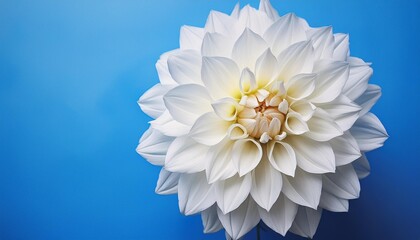 a realistic painting of a white dahli flower standing out against a solid blue background the delicate petals and intricate details of the flower are prominently displayed in the artwork