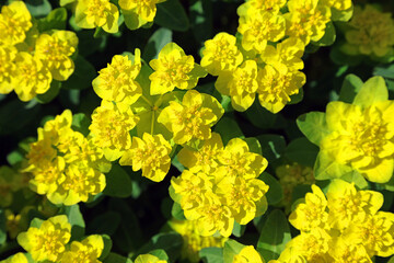 Obraz premium Closeup of sunlit Cushion Spurge flowers, Nottinghamshire England 