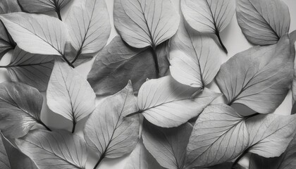 white background background from autumn fallen leaves closeup black and white photo