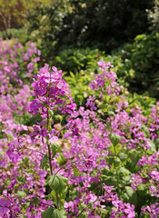 Closeup of Annual Honesty blooms, Lincolnshire England
