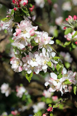 Closeup of Apple blossom, Lincolnshire England
